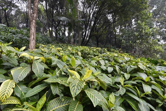 越秀公園