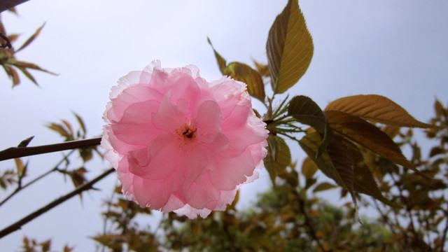 櫻花