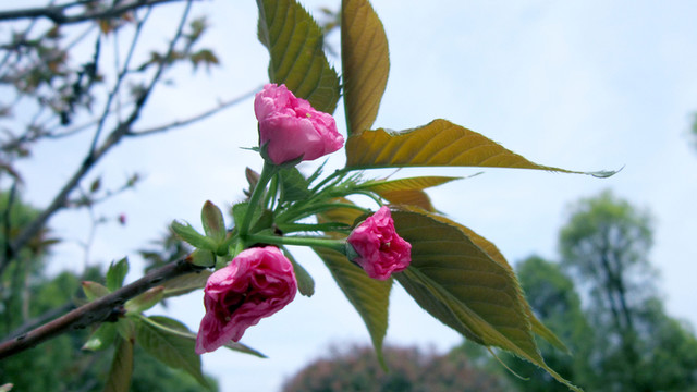 櫻花