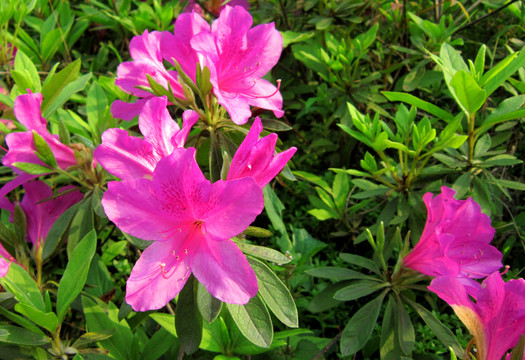 杜鵑花