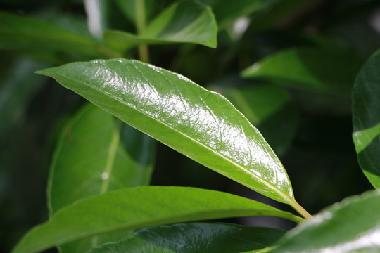 綠葉
