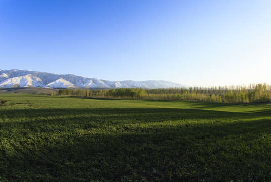 田野