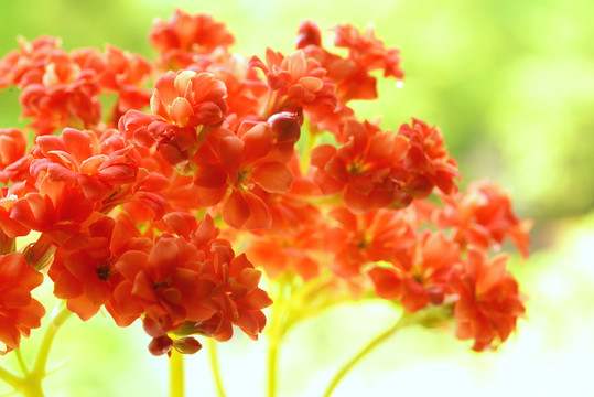 紅花
