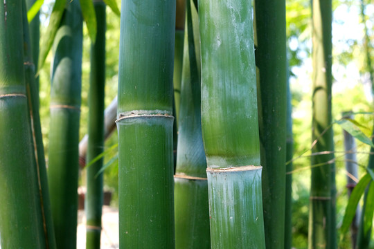 竹