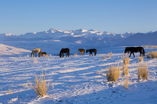 雪山 牧馬