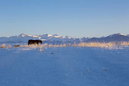 雪山 牧馬