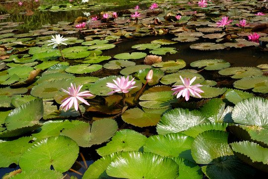 蓮花 蓮池