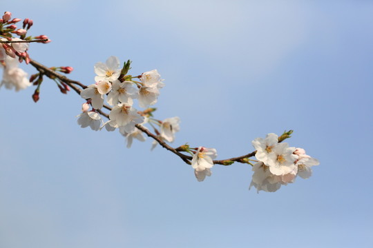 白色櫻花