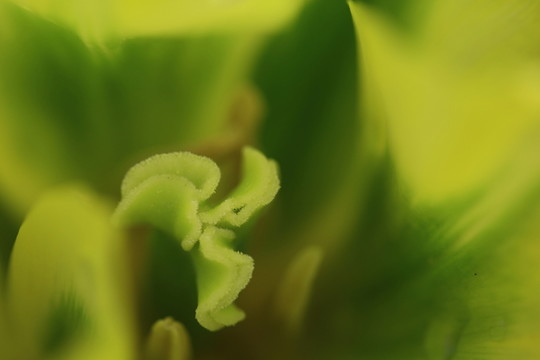 花蕊特寫