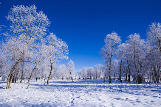 霧凇 樹林 雪景