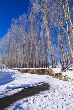 冰河 樹林