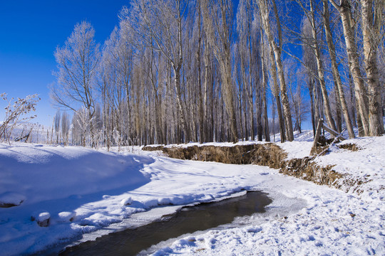 雪景 樹林