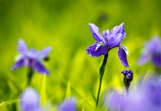 鳶尾花