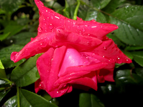 雨中玫瑰