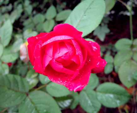 月季花