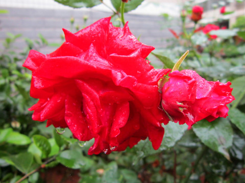 雨中月季花