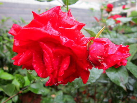 月季花