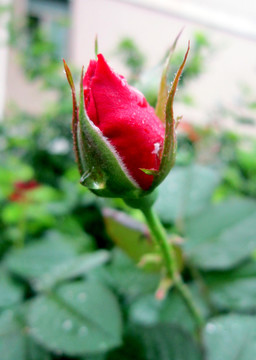 花苞