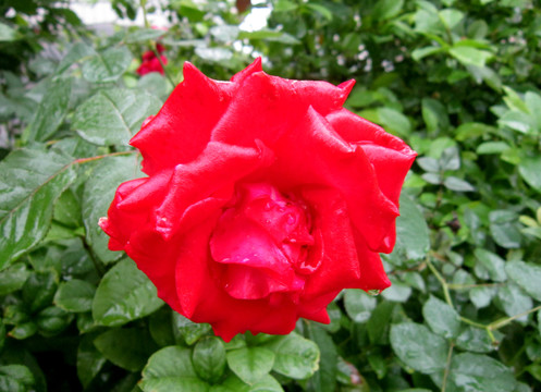 玫瑰花