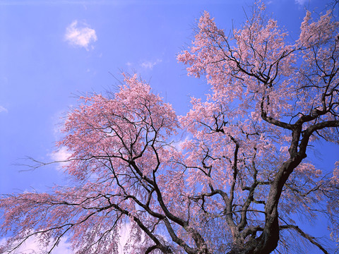 花卉 桃花 櫻花 海棠花 花朵