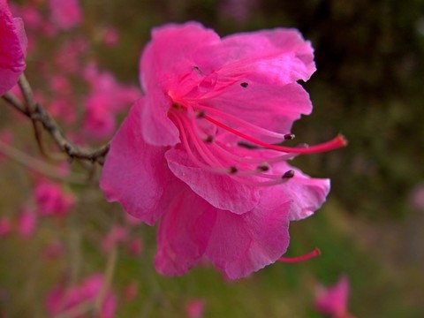 花卉 杜鵑 映山紅 花朵 花蕊