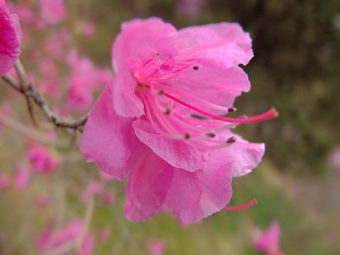花卉 杜鵑 花朵 花蕊