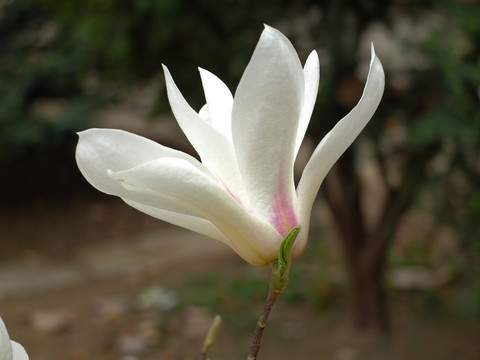 花卉 玉蘭 白玉蘭 花朵 花蕊