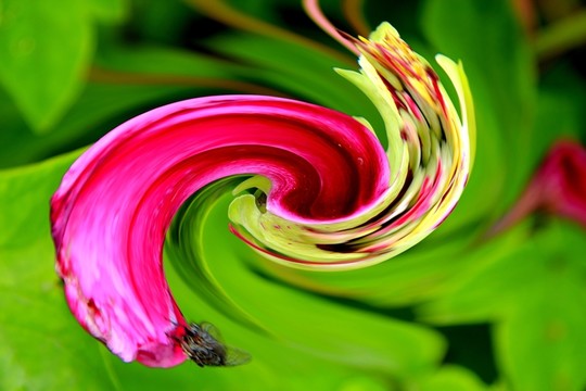 花卉（抽象畫）