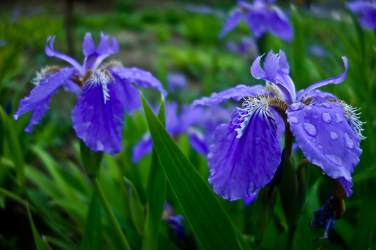 小花