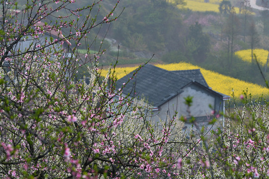 桃花
