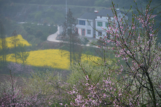桃花