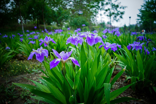 小花