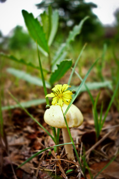 蘑菇