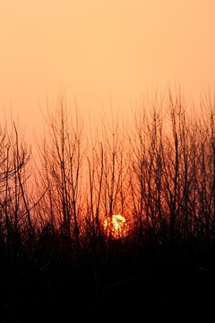 夕陽