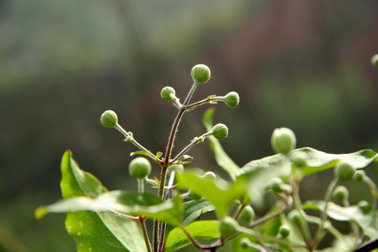 草果