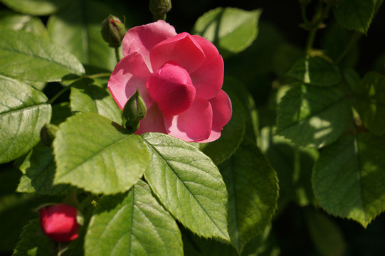 五月薔薇花開