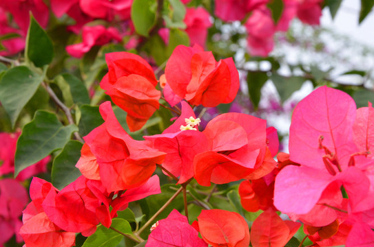 三葉梅 九重葛 三角花 葉子花