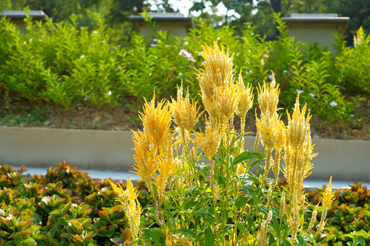 黃色雞冠花