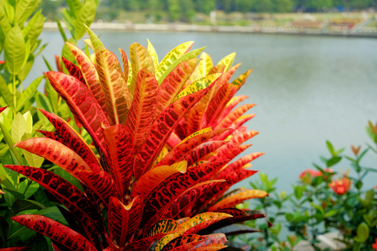 東莞植物園湖邊變?nèi)~木