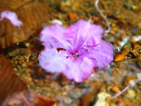 花瓣