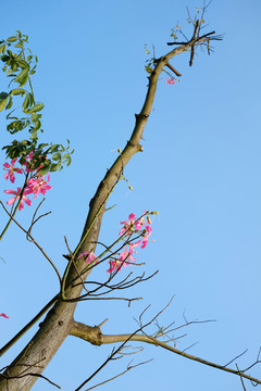 蓝色天空背景 树枝与红花