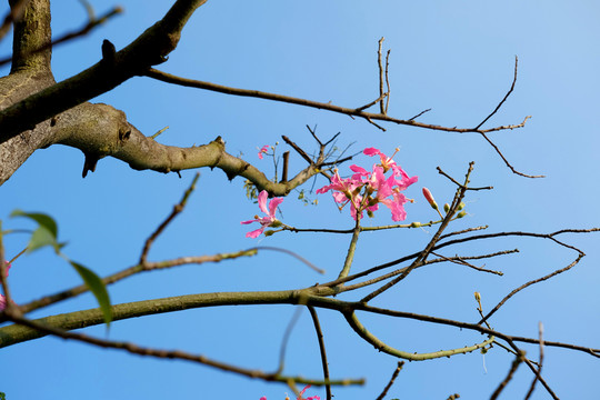 枯枝與紅花