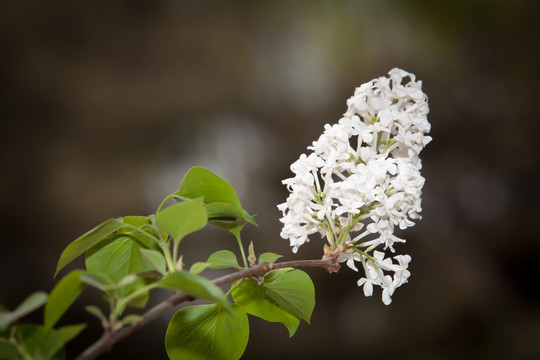 丁香花