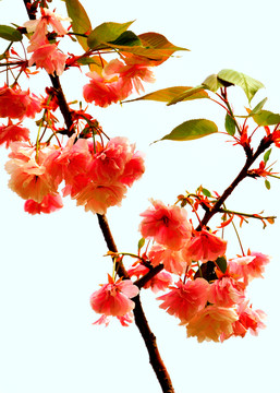 櫻花