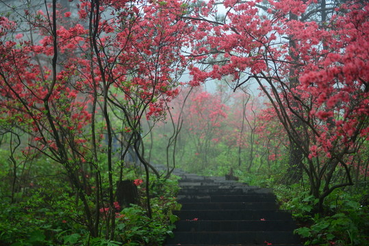 杜鵑花道