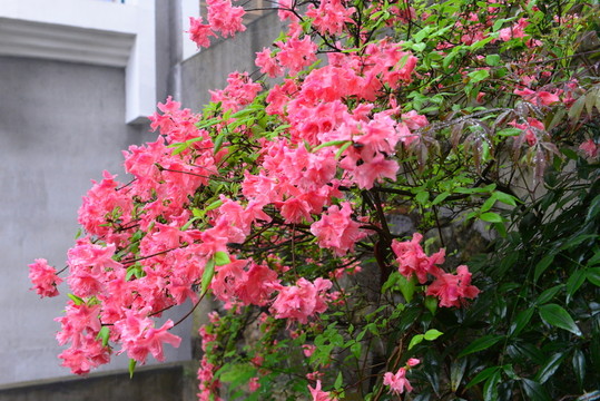 杜鵑