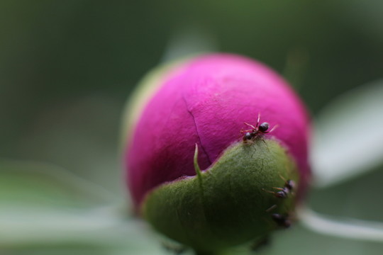 花蕾上的精靈