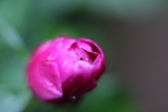 雨后牡丹