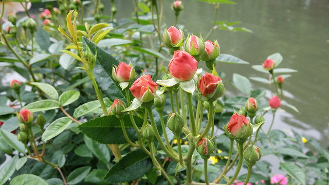 粉色玫瑰花芯