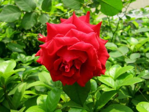 玫瑰花